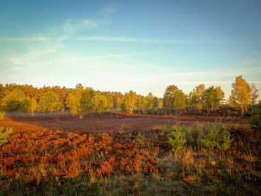 Lneburg Heath yakınındaki Undeloh Altın Sonbahar