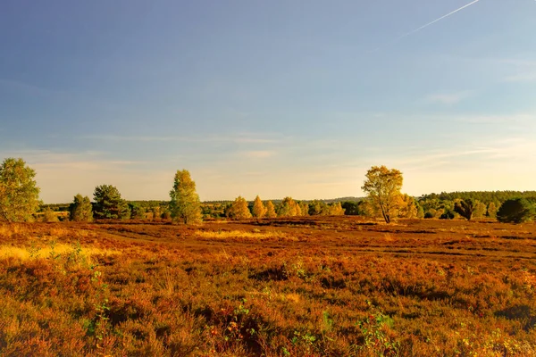 Złota Jesień Lneburg Heath Pobliżu Undeloh — Zdjęcie stockowe