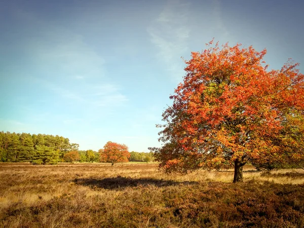 Outono Dourado Lneburg Heath Perto Undeloh — Fotografia de Stock