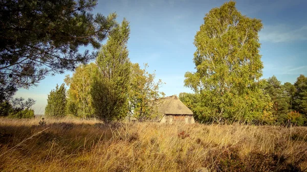 Złota Jesień Lneburg Heath Pobliżu Undeloh — Zdjęcie stockowe