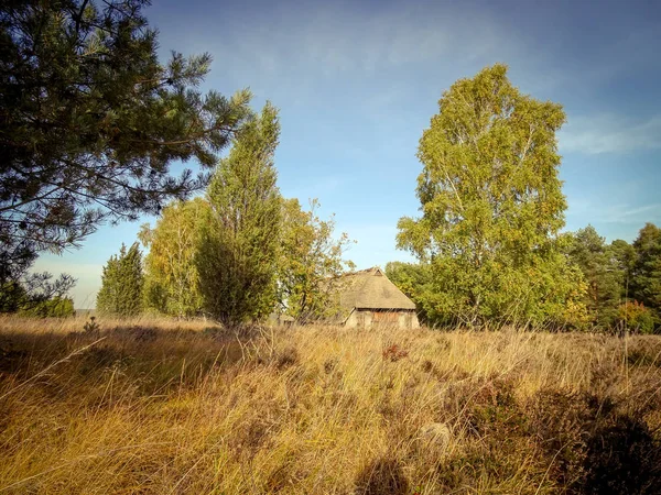 Złota Jesień Lneburg Heath Pobliżu Undeloh — Zdjęcie stockowe
