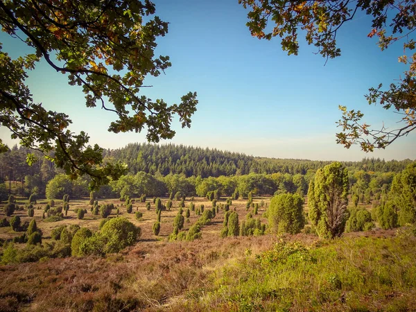 Złota Jesień Lneburg Heath Pobliżu Undeloh — Zdjęcie stockowe