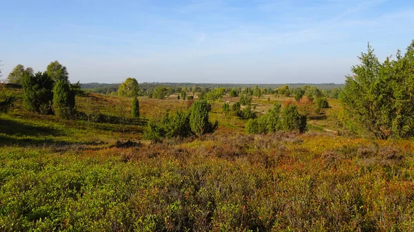 Arany Ősz Lneburg Heath Közelében Undeloh — Stock Fotó