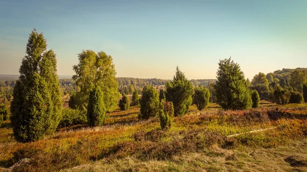 Arany Ősz Lneburg Heath Közelében Undeloh — Stock Fotó