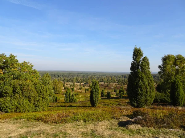 Arany Ősz Lneburg Heath Közelében Undeloh — Stock Fotó