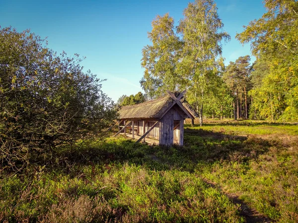 Zlatý Podzim Lneburg Heath Poblíž Undeloh — Stock fotografie