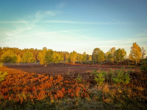 Outono Dourado Lneburg Heath Perto Undeloh — Fotografia de Stock