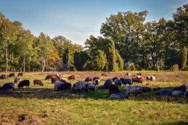 Lneburg Heath yakınındaki Undeloh Heidschnucken