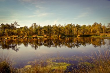 Lneburg Heath yakınındaki Scheverdingen Pietzmoor