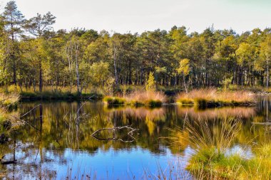 Lneburg Heath yakınındaki Scheverdingen Pietzmoor