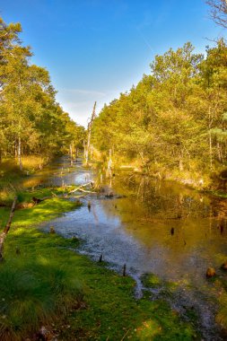 Lneburg Heath yakınındaki Scheverdingen Pietzmoor