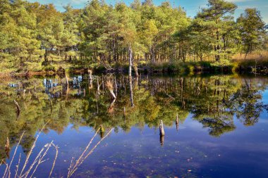 Lneburg Heath yakınındaki Scheverdingen Pietzmoor
