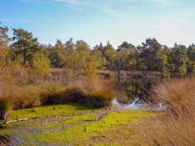 Lneburg Heath yakınındaki Scheverdingen Pietzmoor