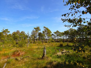 Lneburg Heath yakınındaki Scheverdingen Pietzmoor