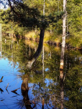 Lneburg Heath yakınındaki Scheverdingen Pietzmoor