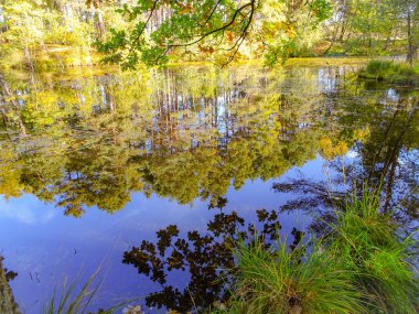Lneburg Heath yakınındaki Wesel Undeloh papaz Bode gölet