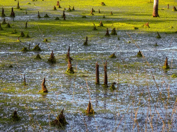 Pietzmoor Lneburg Heath Scheverdingen — Stock Photo, Image