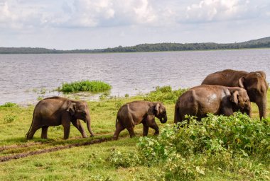 Filler Sri Lanka üzerinde Udawalawe Milli Parkı