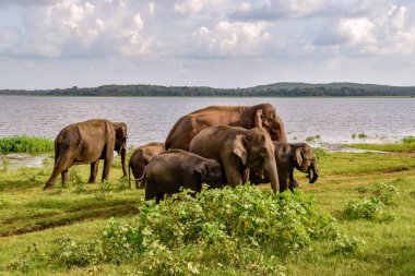 Filler Sri Lanka üzerinde Udawalawe Milli Parkı