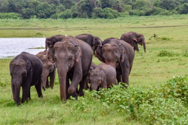 Filler Sri Lanka üzerinde Udawalawe Milli Parkı