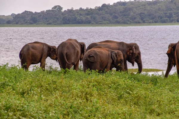 Ελέφαντες Στο Εθνικό Πάρκο Udawalawe Στη Σρι Λάνκα — Φωτογραφία Αρχείου