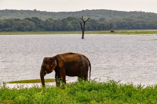 Elefantes Parque Nacional Udawalawe Sri Lanka — Fotografia de Stock