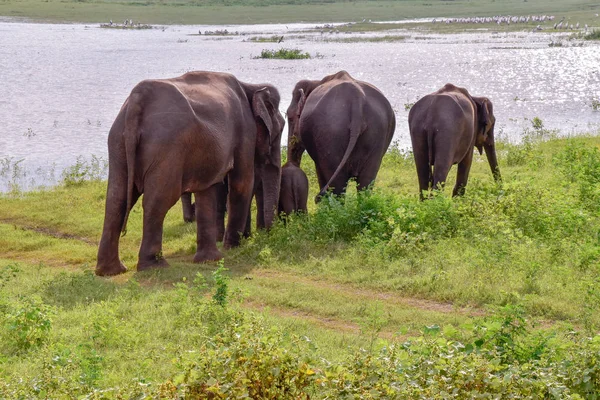 Слоны Национальном Парке Удавалаве Шри Ланке — стоковое фото
