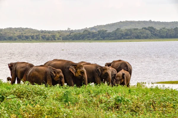 Ελέφαντες Στο Εθνικό Πάρκο Udawalawe Στη Σρι Λάνκα — Φωτογραφία Αρχείου