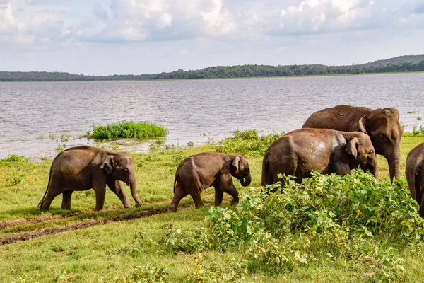 Olifanten Het Nationaal Park Van Udawalawe Sri Lanka — Stockfoto
