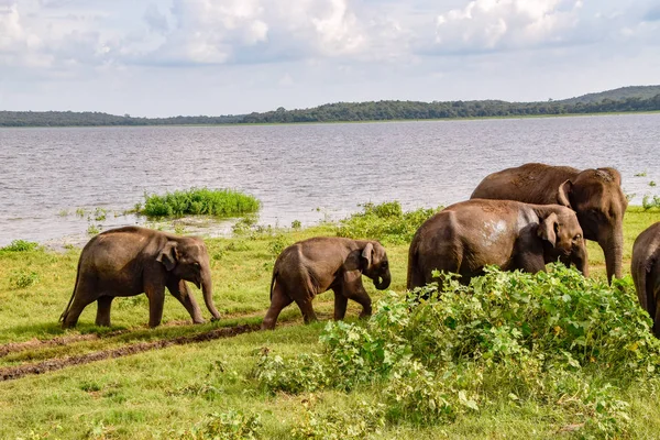 Elefantes Parque Nacional Udawalawe Sri Lanka — Fotografia de Stock