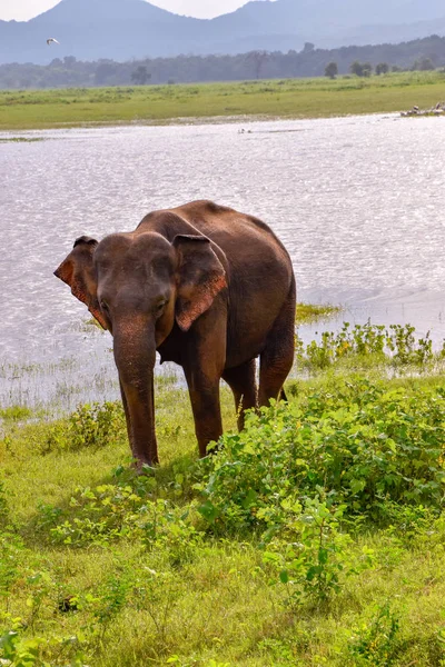 スリランカの Udawalawe 国立公園で象 — ストック写真