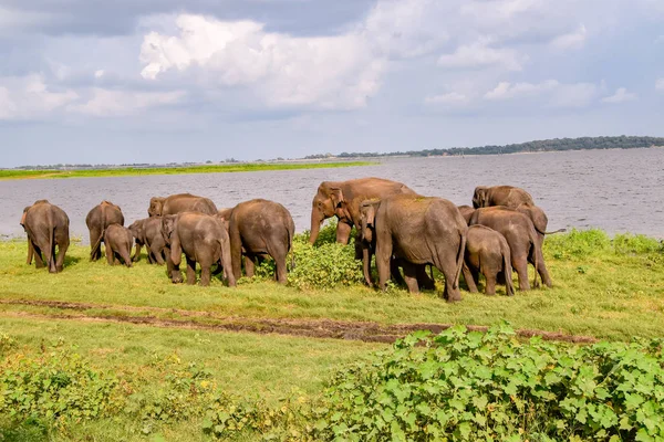 Elefantes Parque Nacional Udawalawe Sri Lanka — Fotografia de Stock