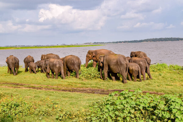 Слоны в Национальном парке Удавалаве на Шри-Ланке
