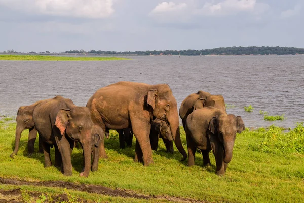 Elefantes Parque Nacional Udawalawe Sri Lanka — Fotografia de Stock