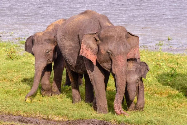 Elefantes Parque Nacional Udawalawe Sri Lanka — Fotografia de Stock