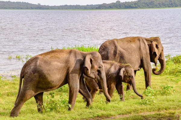 Elefantes Parque Nacional Udawalawe Sri Lanka — Fotografia de Stock