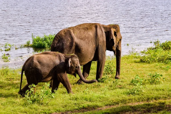 Слоны Национальном Парке Удавалаве Шри Ланке — стоковое фото