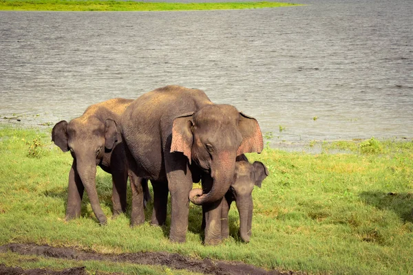 Elefanten Udawalawe Nationalpark Auf Sri Lanka — Stockfoto