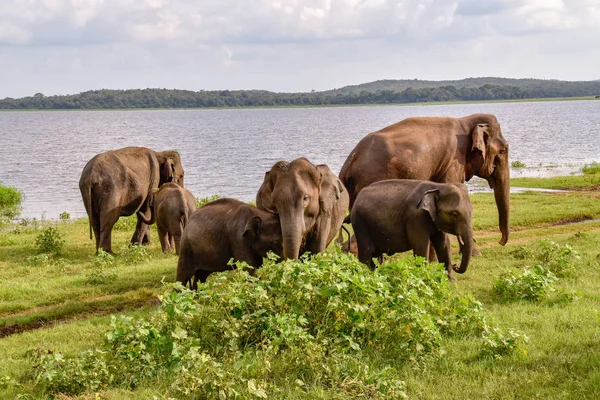 Elefantes Parque Nacional Udawalawe Sri Lanka — Fotografia de Stock