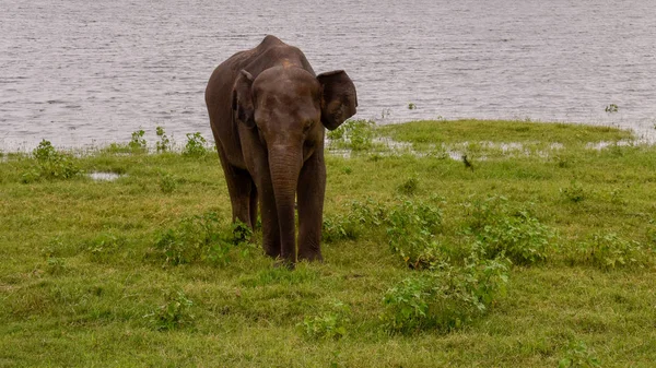 Elefantes Parque Nacional Udawalawe Sri Lanka — Fotografia de Stock