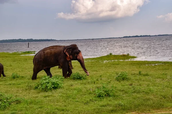 Elefantes Parque Nacional Udawalawe Sri Lanka — Fotografia de Stock