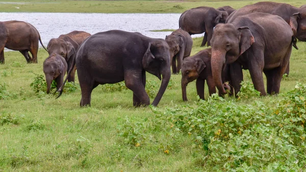 Elefantes Parque Nacional Udawalawe Sri Lanka — Fotografia de Stock
