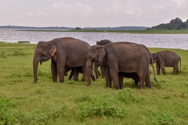 Elefantes Parque Nacional Udawalawe Sri Lanka — Fotografia de Stock