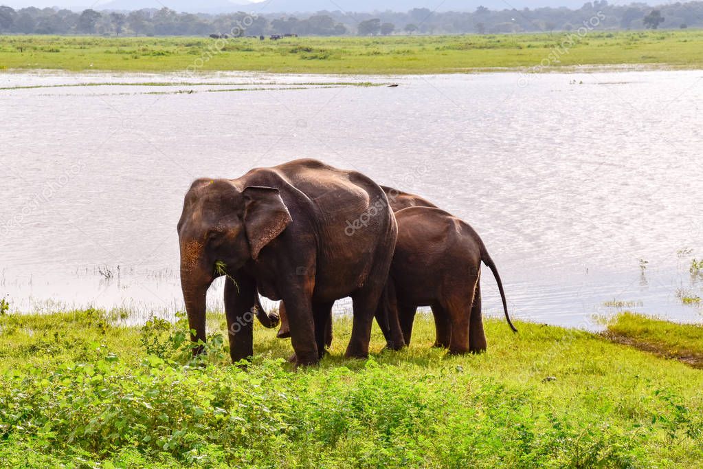 Elephants in the Udawalawe National Park on Sri Lanka