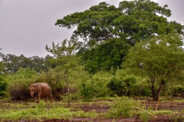 Filler Sri Lanka üzerinde Udawalawe Milli Parkı