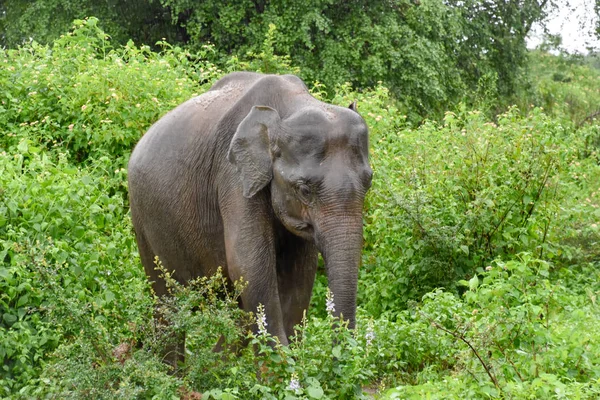 Elefantes Parque Nacional Udawalawe Sri Lanka — Fotografia de Stock