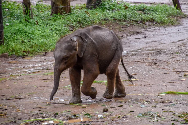 Elefantes Parque Nacional Udawalawe Sri Lanka — Fotografia de Stock