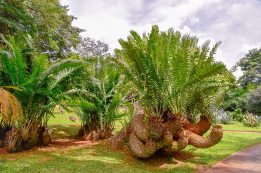 Kandy şehir Sri Lanka