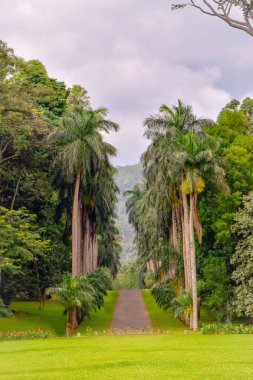 Kandy şehir Sri Lanka