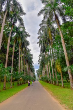 Kandy şehir Sri Lanka